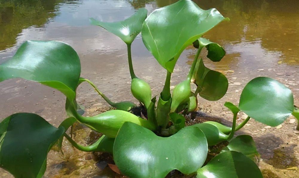 入侵我国泛滥的水葫芦,弱点实在太搞笑,只用一招就能将它们团灭_繁殖
