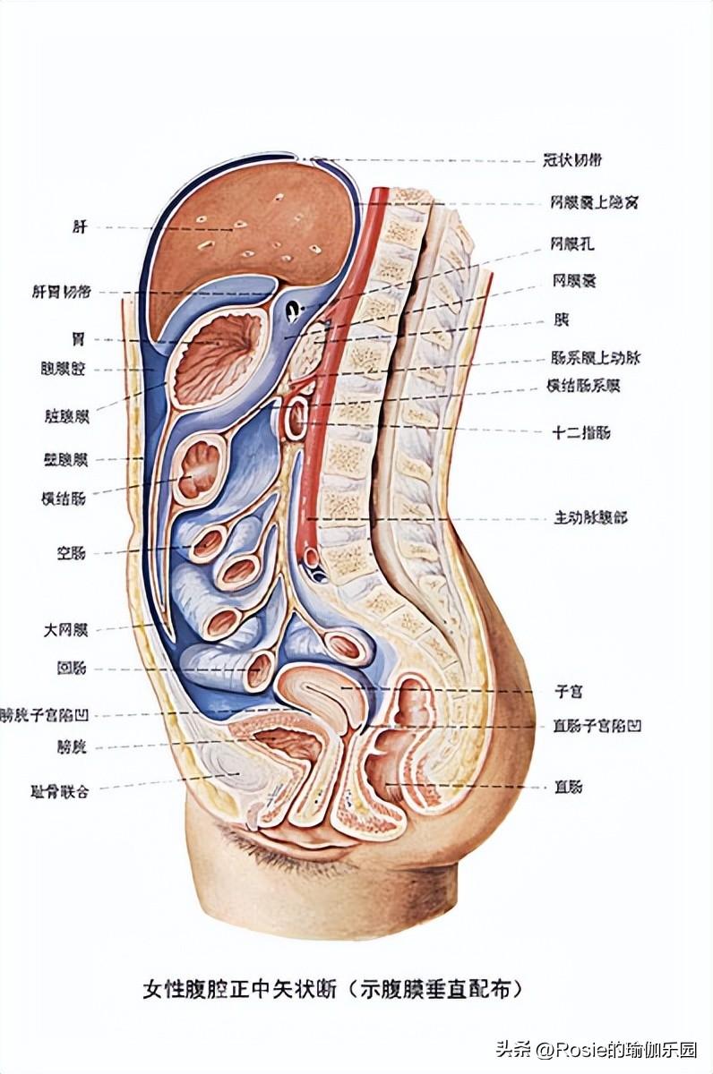 被网曝7年后娜扎重开评论区,小肚子凸如何瘦?