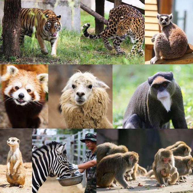 臨沂動植物園向2023應屆中,高考生髮出免門票遊玩邀請!插圖8