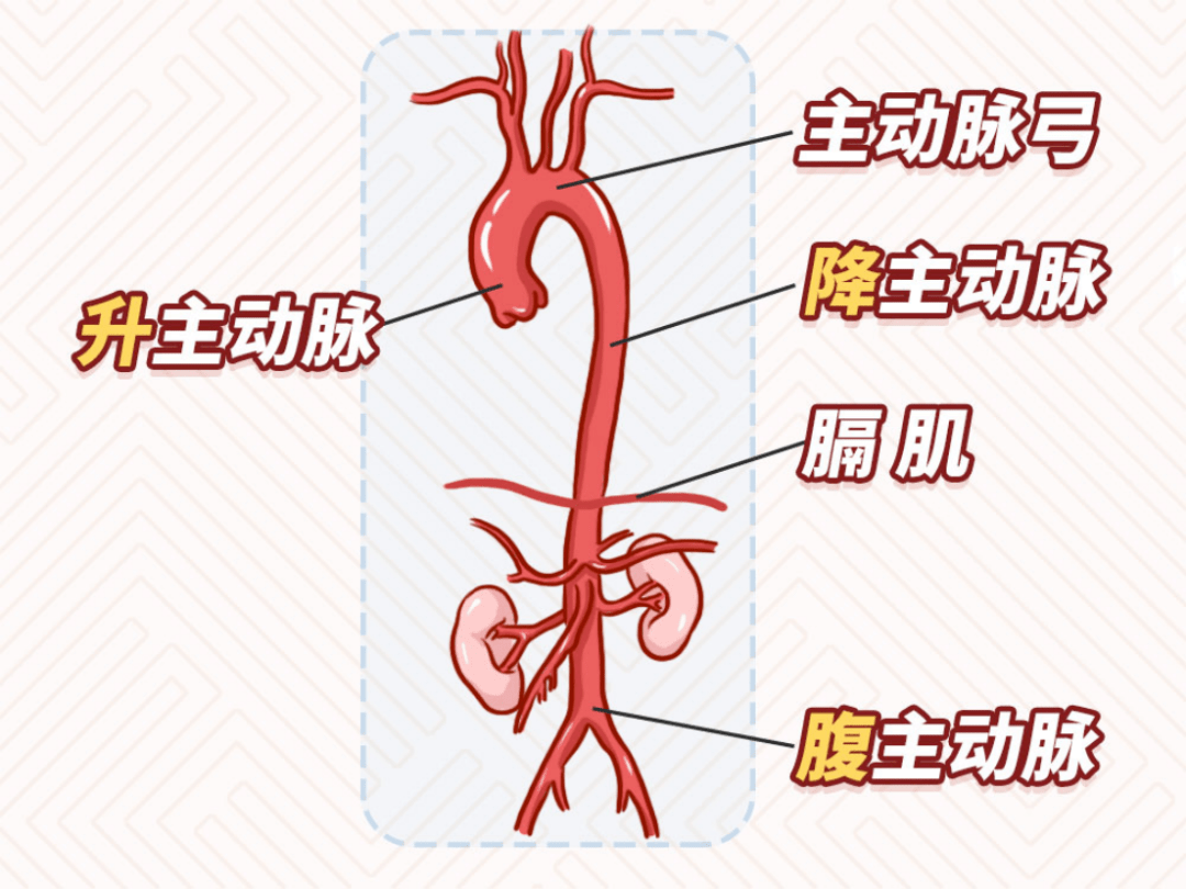 主动脉弓突出图片