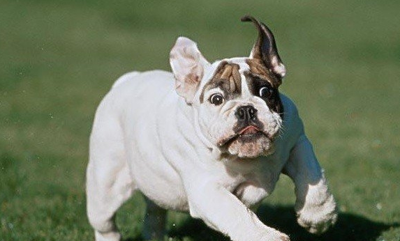 英国斗牛犬和法国斗牛犬,有哪些区别?哪种更适合城市饲养?