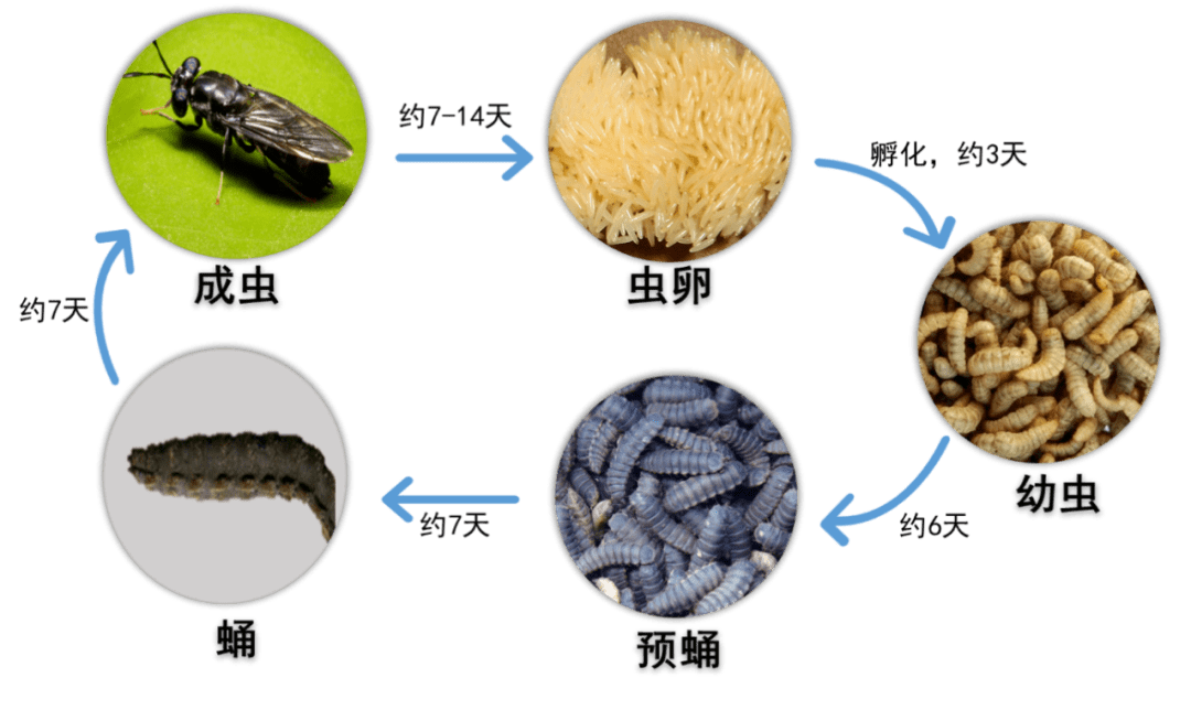 黑水虻生长过程图片