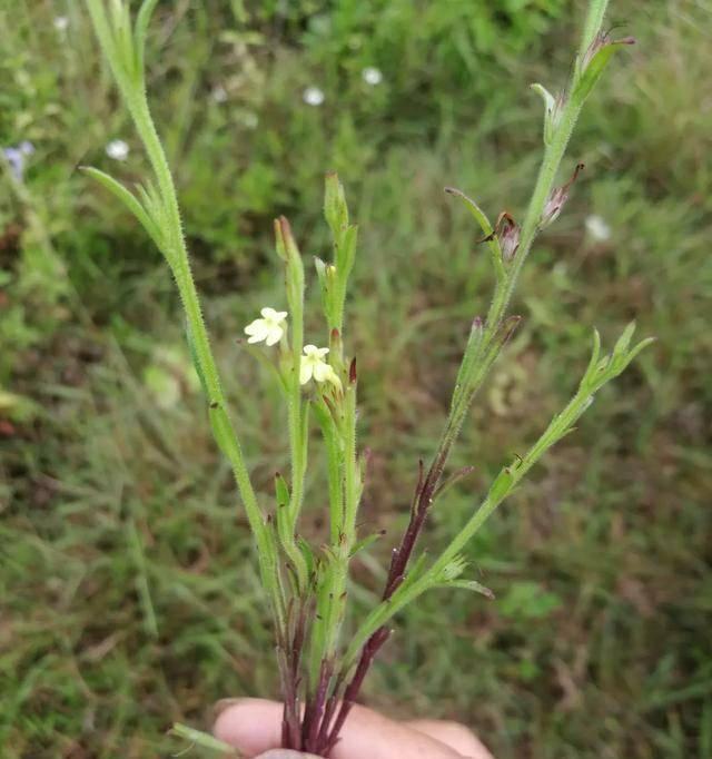 独脚金又被称为"疳积草",光听名字就与其他植物大不相同,之所以叫做独
