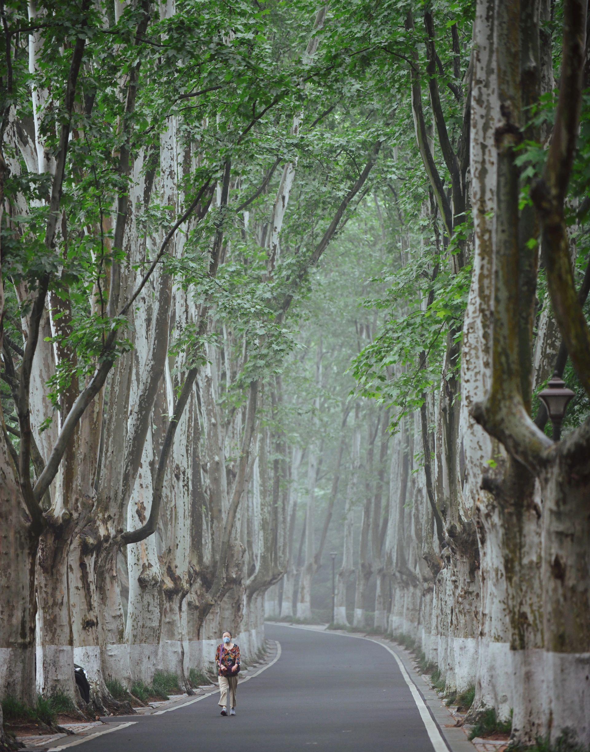 南京|这条没人去的梧桐大道,叫灵谷寺路_景色_城市_世界