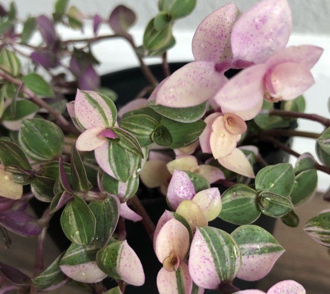 吊竹梅有叶色差别很大的几个品种,叶子观赏性比它的花朵好多了_叶片