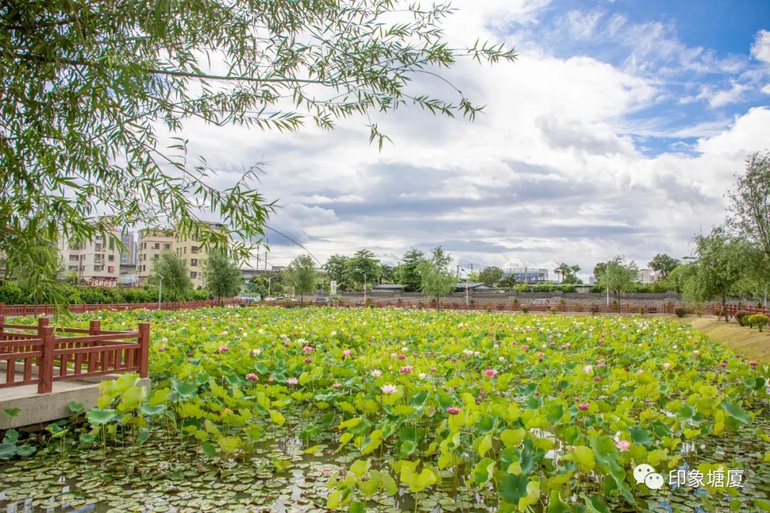 塘厦这7000平方米超美花海不容错过_林村_公园_交通