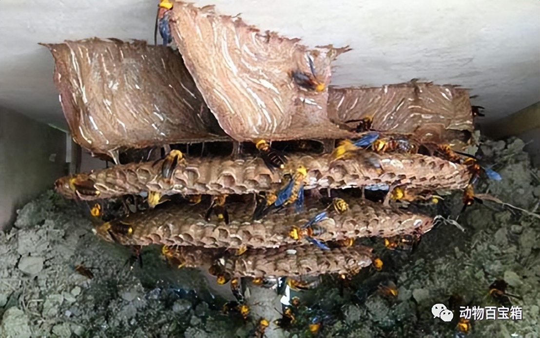 ​男子失联被地雷蜂蛰死,找到时三只蜂还在蛰,遇地雷蜂该怎么办