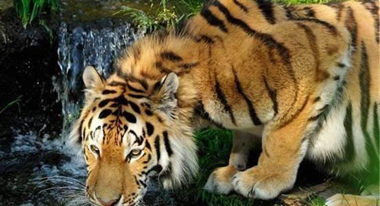 摄像机拍下小兴安岭猛兽打斗景象,引网友热议:老虎实力这么强?