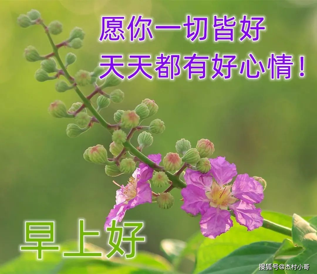 原创            6月7日最新早上好图片精选 早上好图片鲜花带字问候-2021年6月早上好动画表情