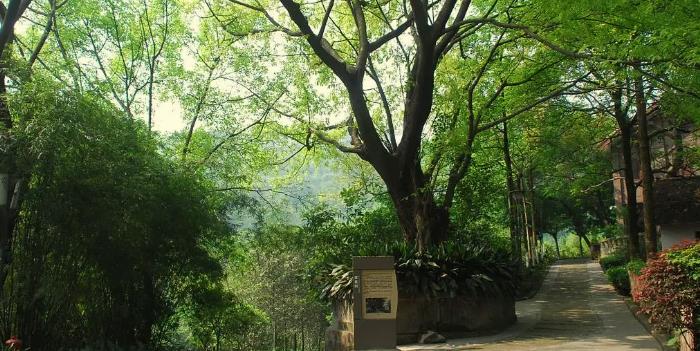 二是当年学校组织去看杨虎城,到了松林坡休息,后来集合的时候才发现