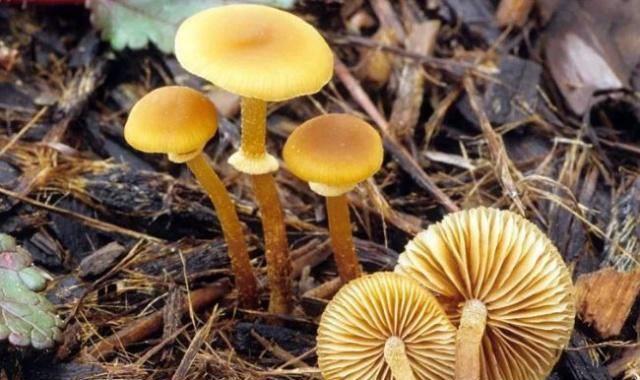 世界上含有剧毒的十种蘑菇外表却十分诱人