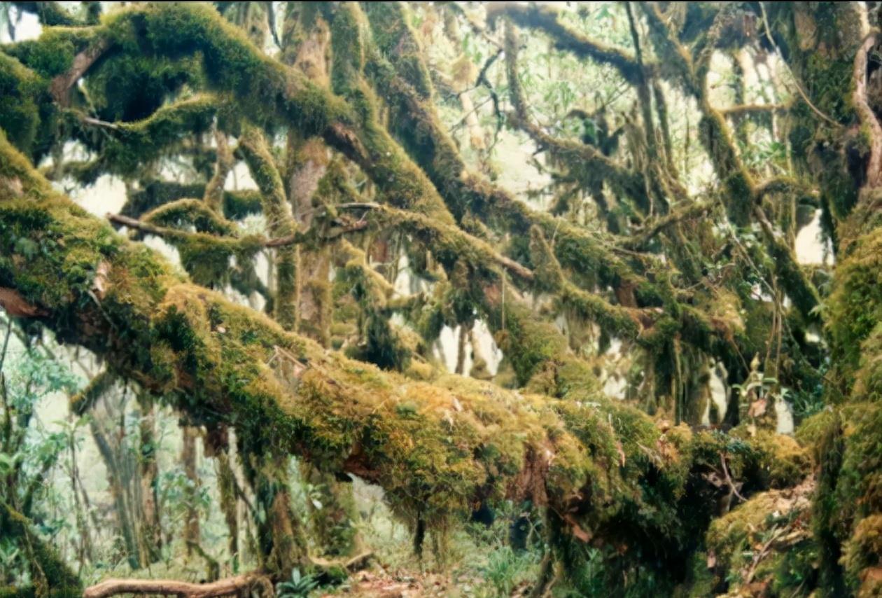 地質專家遇難的雲南哀牢山原始森林,苦聰人曾經遊耕生活了上千年_時候