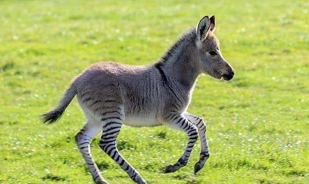 两个濒危物种的不小心结合,竟造就了"奇异杂交体"_俄罗斯_进化_基因