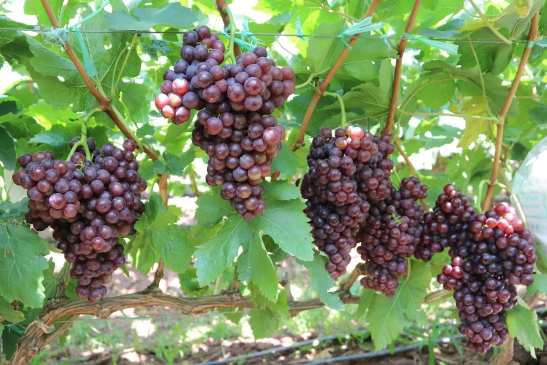 乐享云南 | 好礼·大理宾川葡萄_气候_玫瑰_阳光
