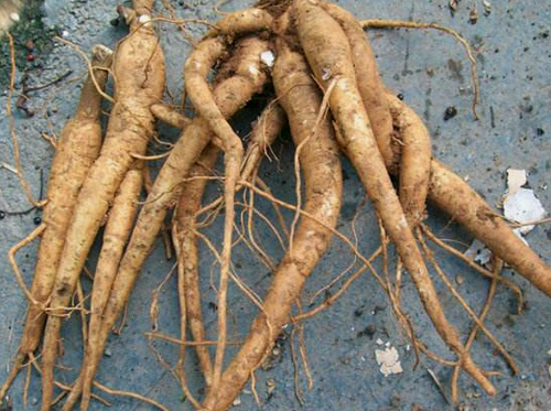 中国荒野维生食物之野菜系列:土人参_嫩茎_食用_分枝