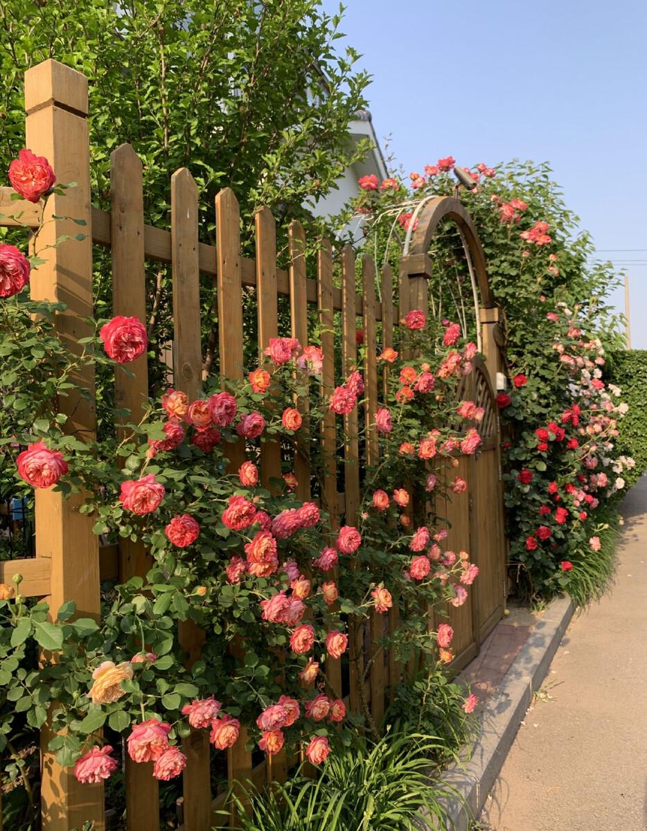 的品种有很多,若是庭院种植,建议种藤本月季花,生长快,可以打造成花墙