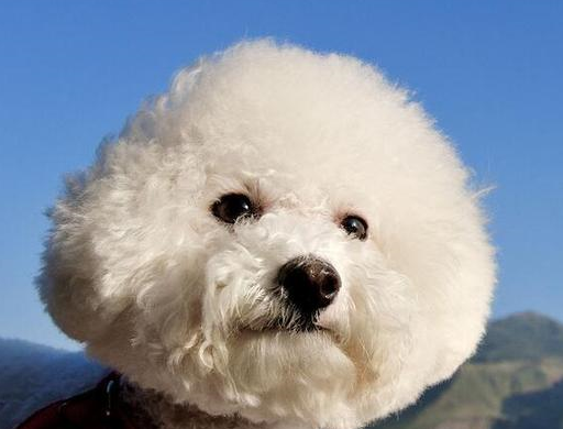 经验总结:饲养比熊犬,要提防这几点_主人_毛发_建议