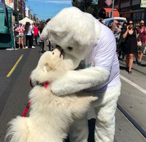 看到北极熊叔叔太兴奋,萨摩耶撒娇魂爆发狂摇尾巴讨抱全网萌翻_lux