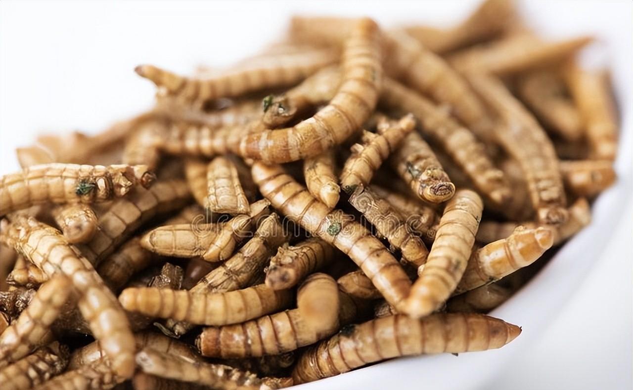 中医用"虫子"入药治病,是救人还是害人?一文说清楚_药力_应用_患者