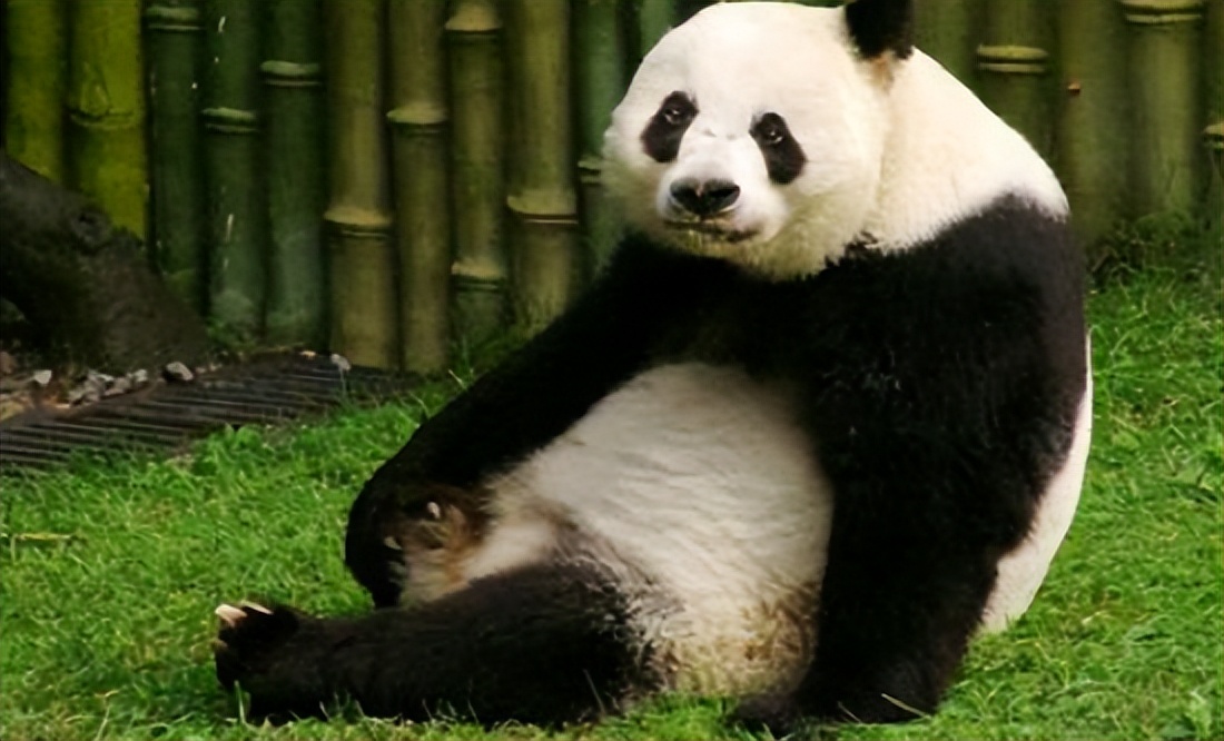 没有天敌的大熊猫为什么会成为濒危物种?_栖息地_中国_繁殖