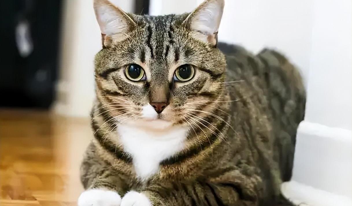 救命!我家"狸花猫"为什么总凶人,连主人都不放过_猫咪_野性_自然