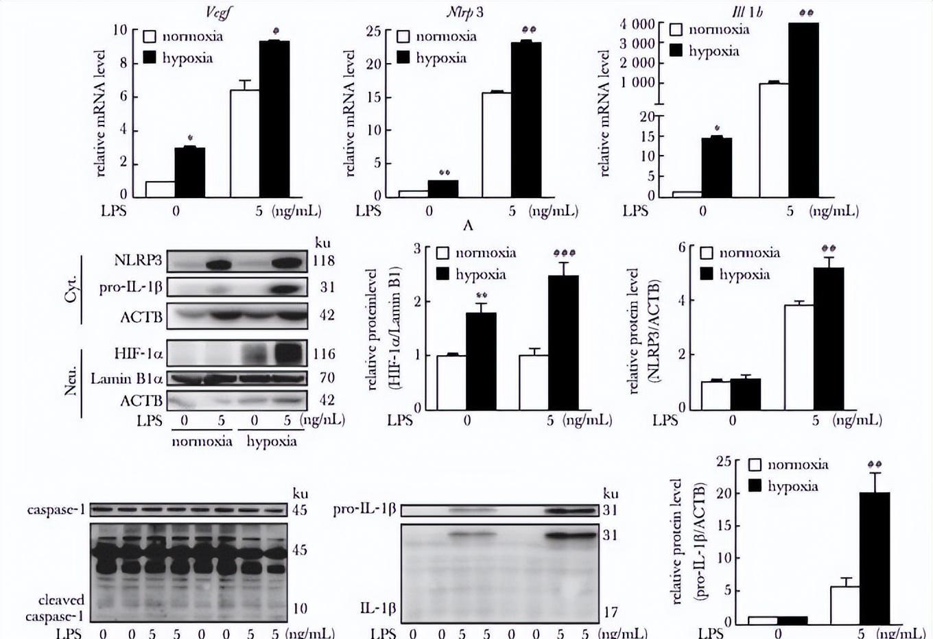 白细胞介素-1家族基因: il1a,il1rn和肥胖参数之间的相互作用