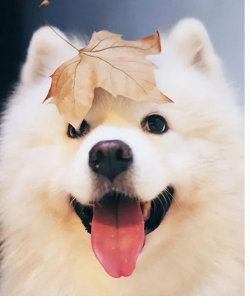 Okay I posed - now GIMME THE CHIMKIN : r/samoyeds