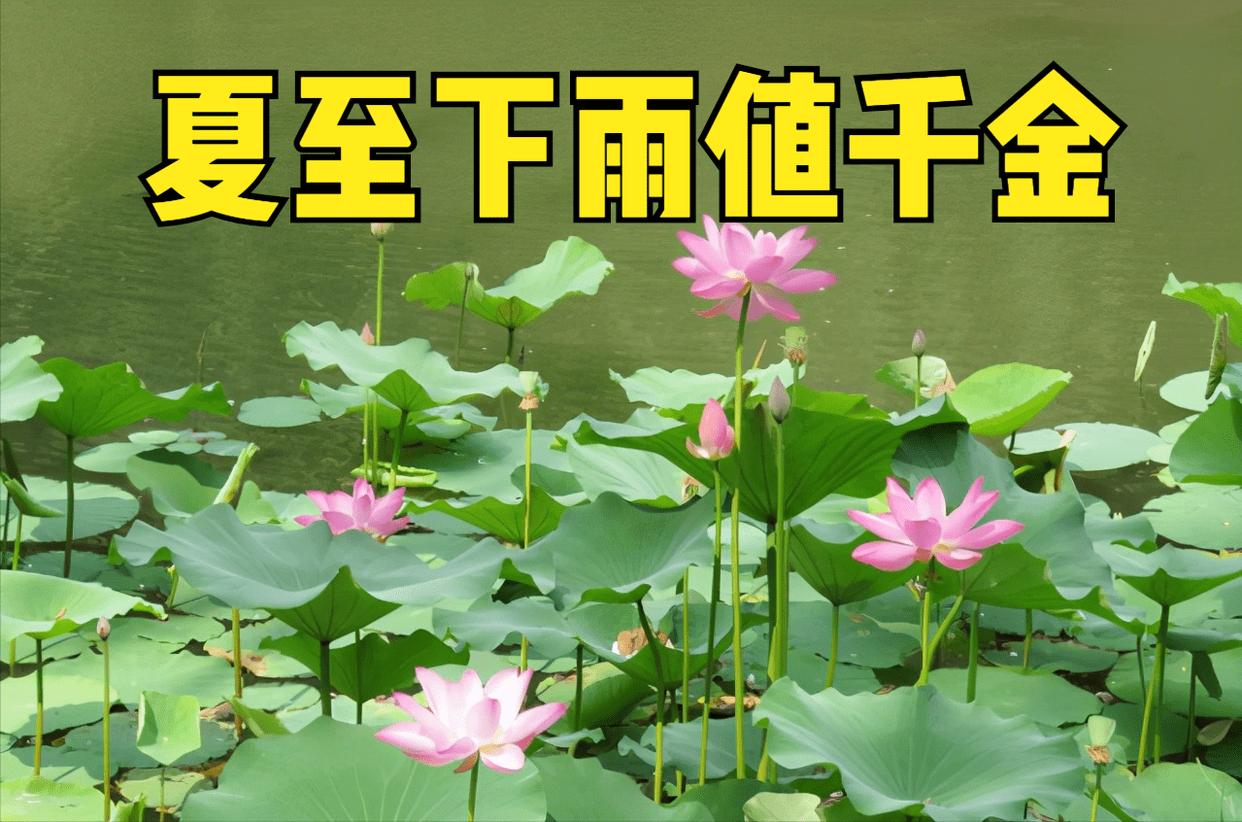 原创            夏至将至，俗话讲“夏至风向知涝旱，夏至晴雨知年景”，是啥意思-夏至凉风起 无尘境在心什么意思