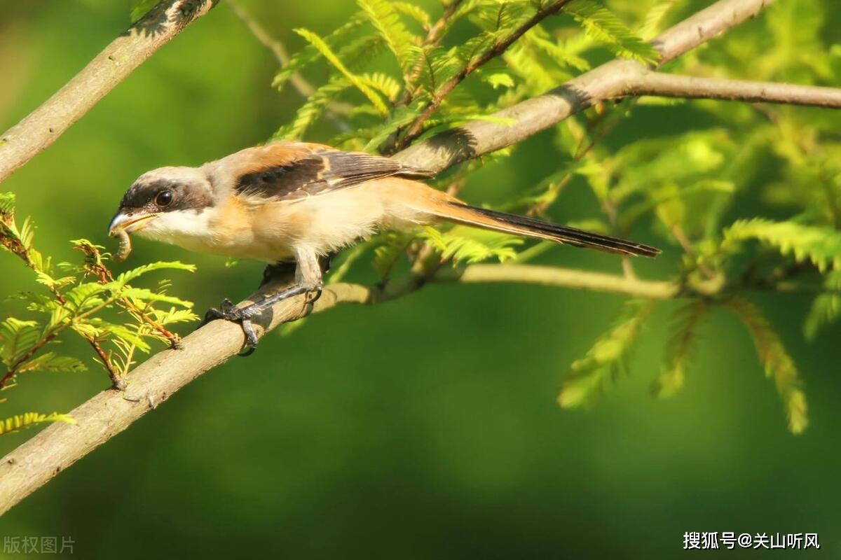 俗语:家富不养老相好,家贫不挨青笛嫂,是指两种鸟吗?_伯劳_女人_民间