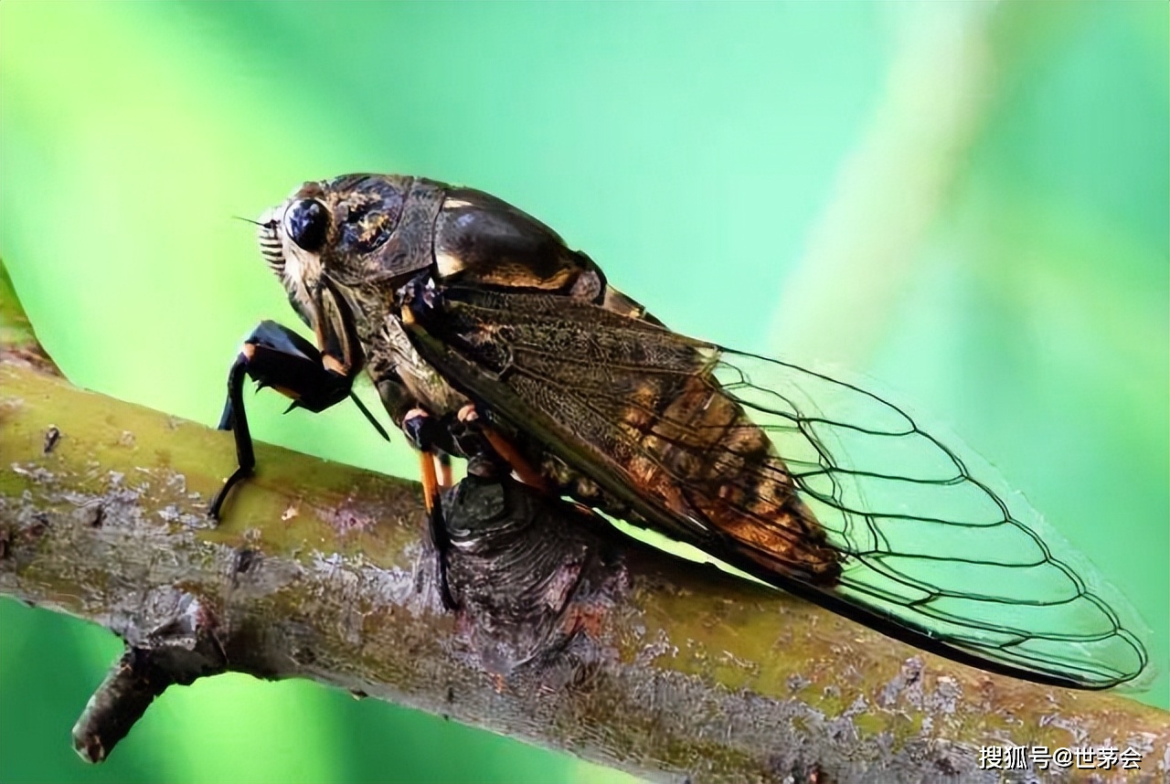 蝉生于盛阳,感阴而鸣.