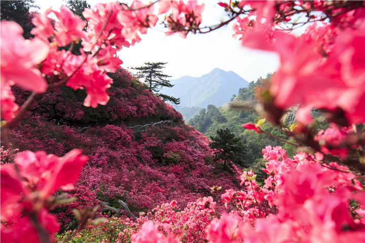 云雾山团建|云雾山户外拓展|云雾山一日游_杜鹃_玻璃_恐龙