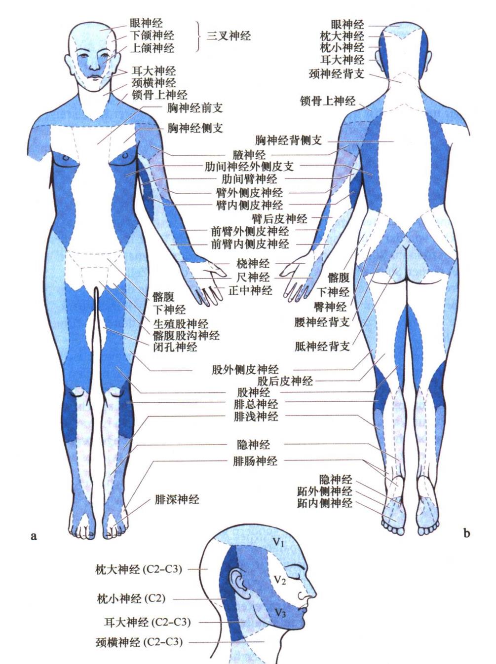 心因性的感觉障碍的体格检查