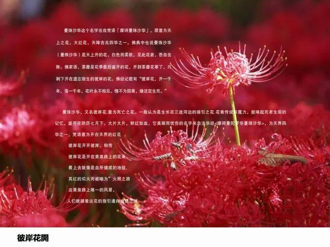 一个关于千年爱情的传说忘川之水,三生石畔,彼岸花开