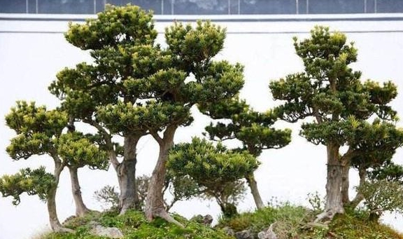 无需花钱,"1根"枝条,也可以轻松打造出"罗汉松"盆景!_土壤_时候_植物