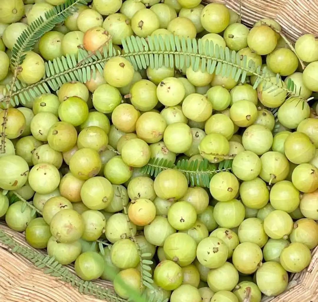 余甘_朋友_夏天