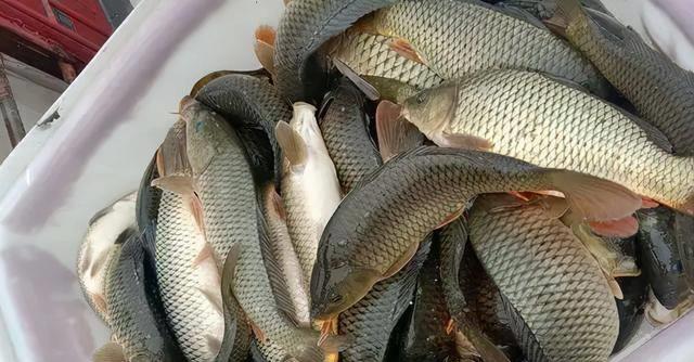 钓鱼高手的擒鲤"绝招",抓住鲤鱼3个习性,钓上一筐并不难_时候_地方