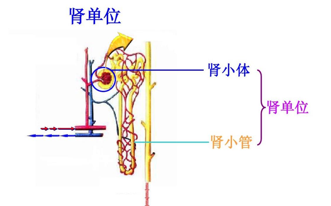 肾小叶的组成是什么图片