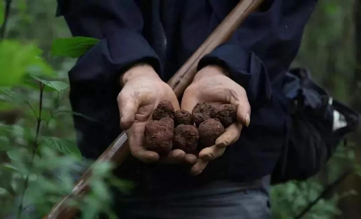 野生獐子粪便图片图片