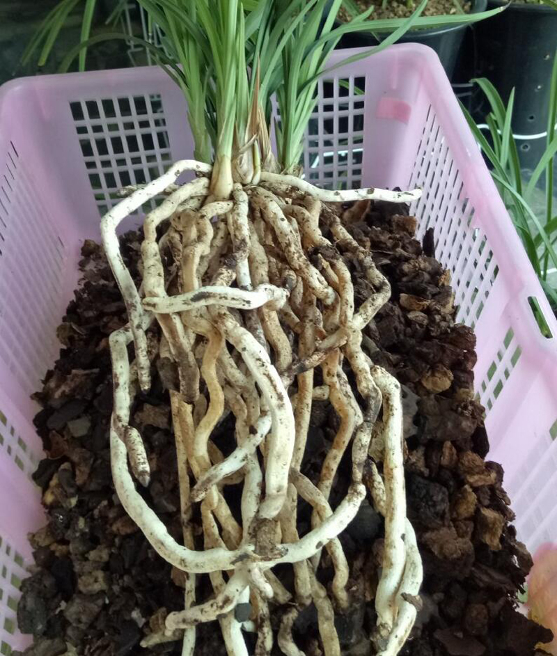 掌握兰花根系发育的关键要素,打造健壮盆栽的5个步骤