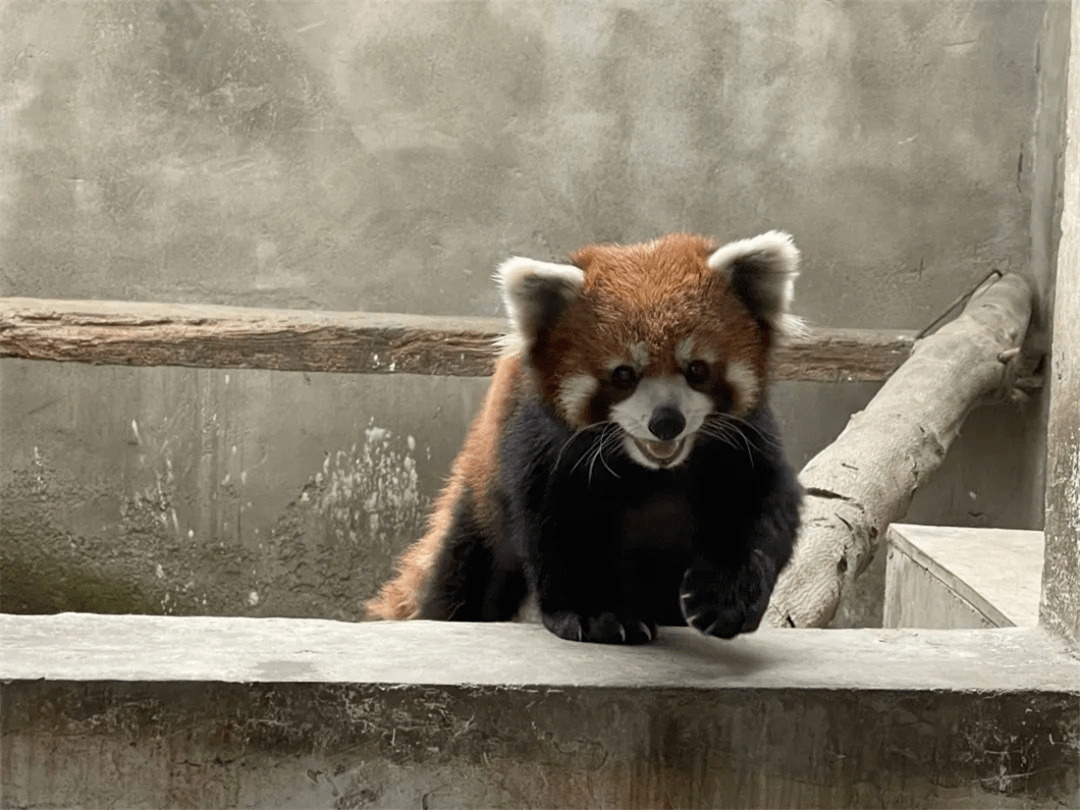 小熊猫 c8262ac4e712703a985422b6789d7e