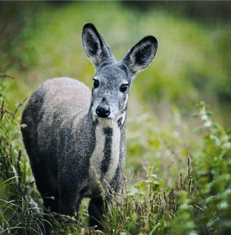 林麝没听过 总知道麝香吧! 昨天 野生林麝在绵阳出现!_红外_相机_保护