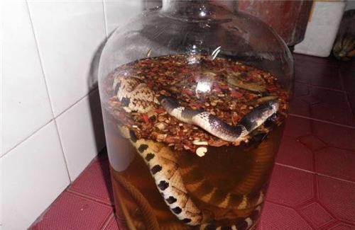 活毒蛇泡酒中一年,开盖后窜出咬死人,为何毒蛇泡这么久都不死?