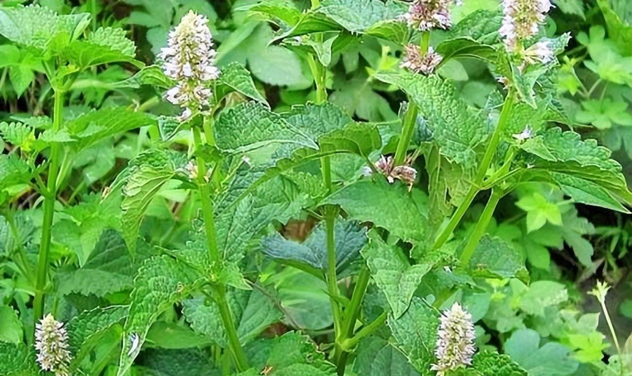 农村珍贵植物"藿香",既是香料又是药材,你见过吗?_香气_功效_压力