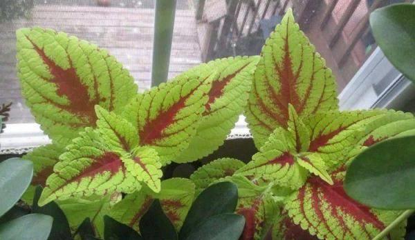 家里没阳光就养彩色叶子的植物,哪些适合养桌面上?_竹芋_叶片_观叶