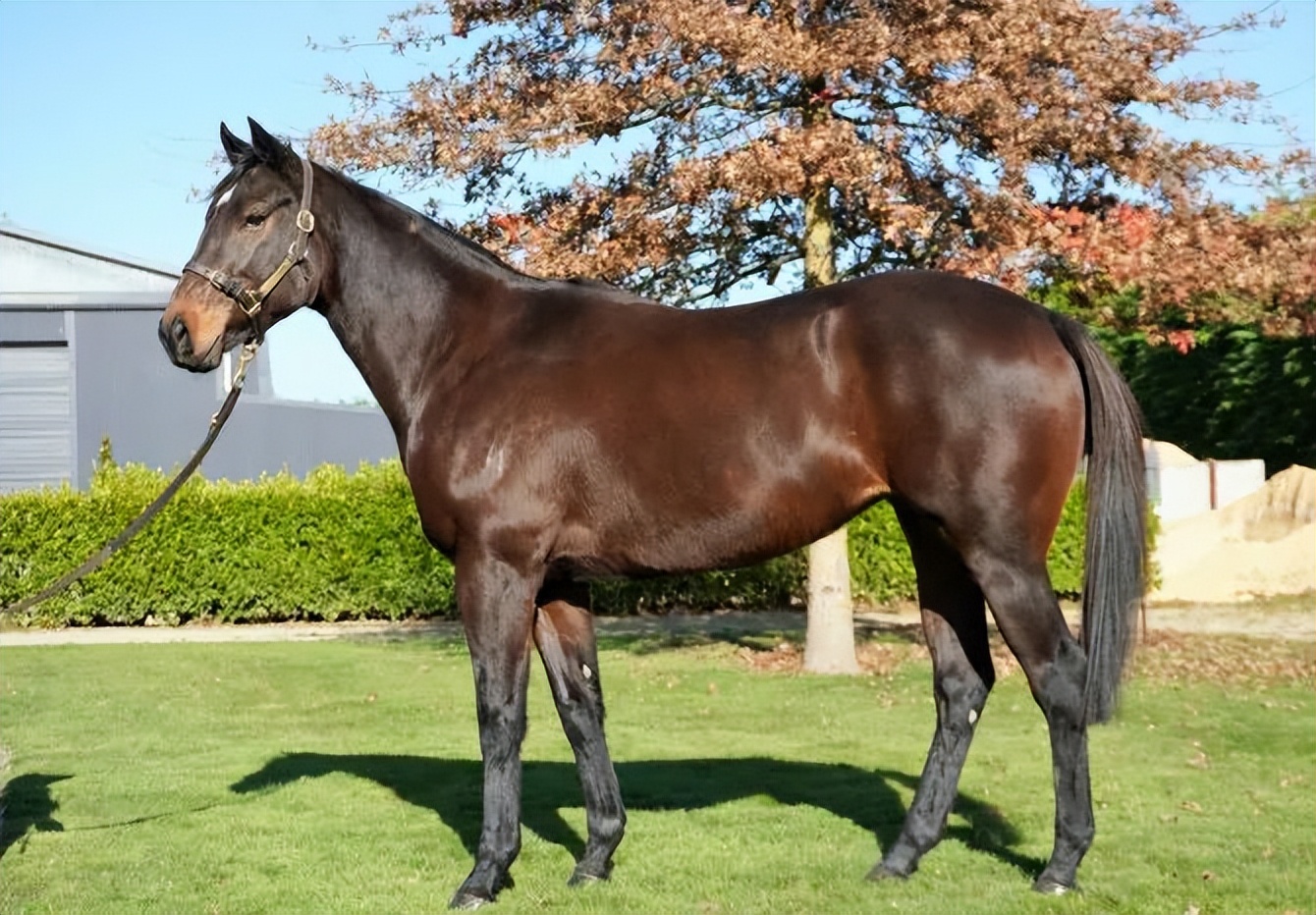 超低价出售:顶级血统繁育母马之"义往情深"7岁五冠女儿