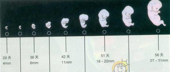 怀孕两个月(5-8周),胚芽发育成胚胎.