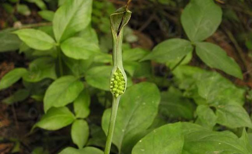 农村野外1种植物,俗称"散结草",如今是采收旺季,十分珍惜_因为_是一种
