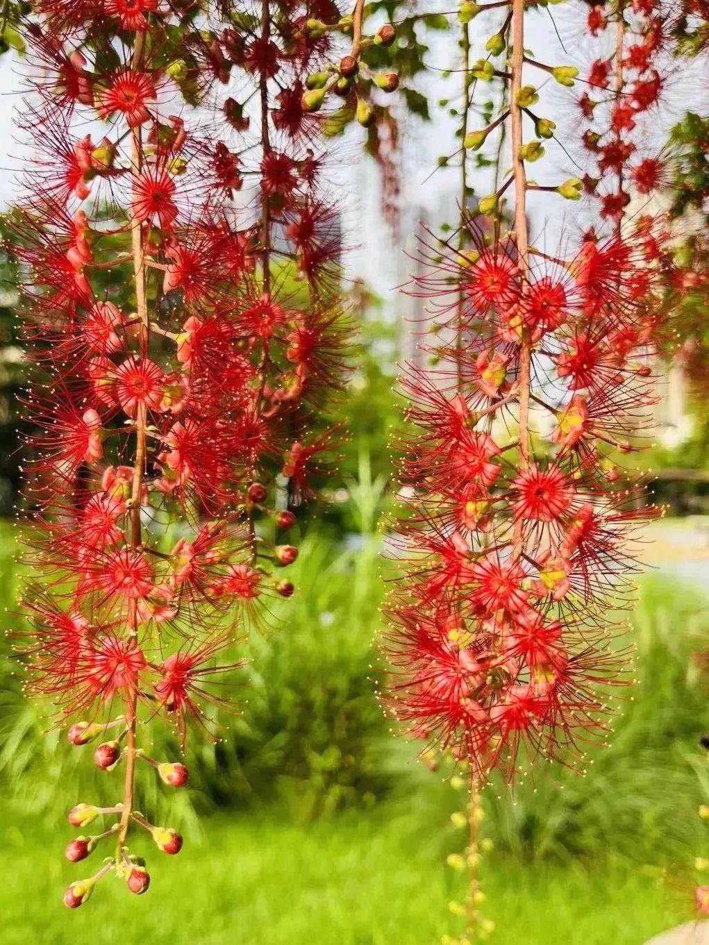 暮开朝落,刹那芳华——仲夏夜之花:红花玉蕊