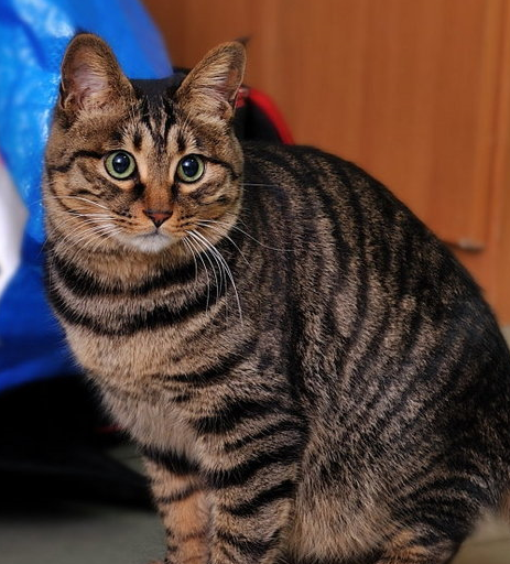 猫排行_行情_东方财富网(2)