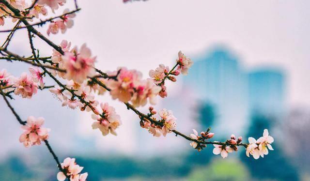 微雨润春色,紫陌染芳菲_花香_美得_意境